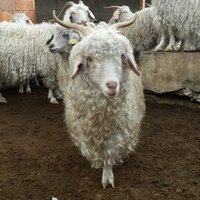 Ankara keçisi (@angoragoat) Twitter profile photo