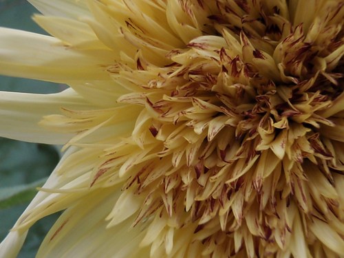 Parrsboro's Communities in Bloom program is thriving and you can play a part!