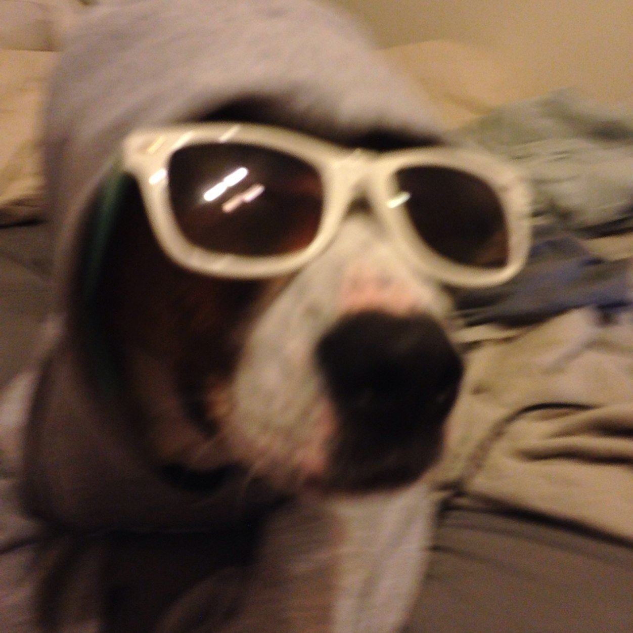 minimingia's profile picture. Dog mom by day Emergency Department and Psych Nurse by night