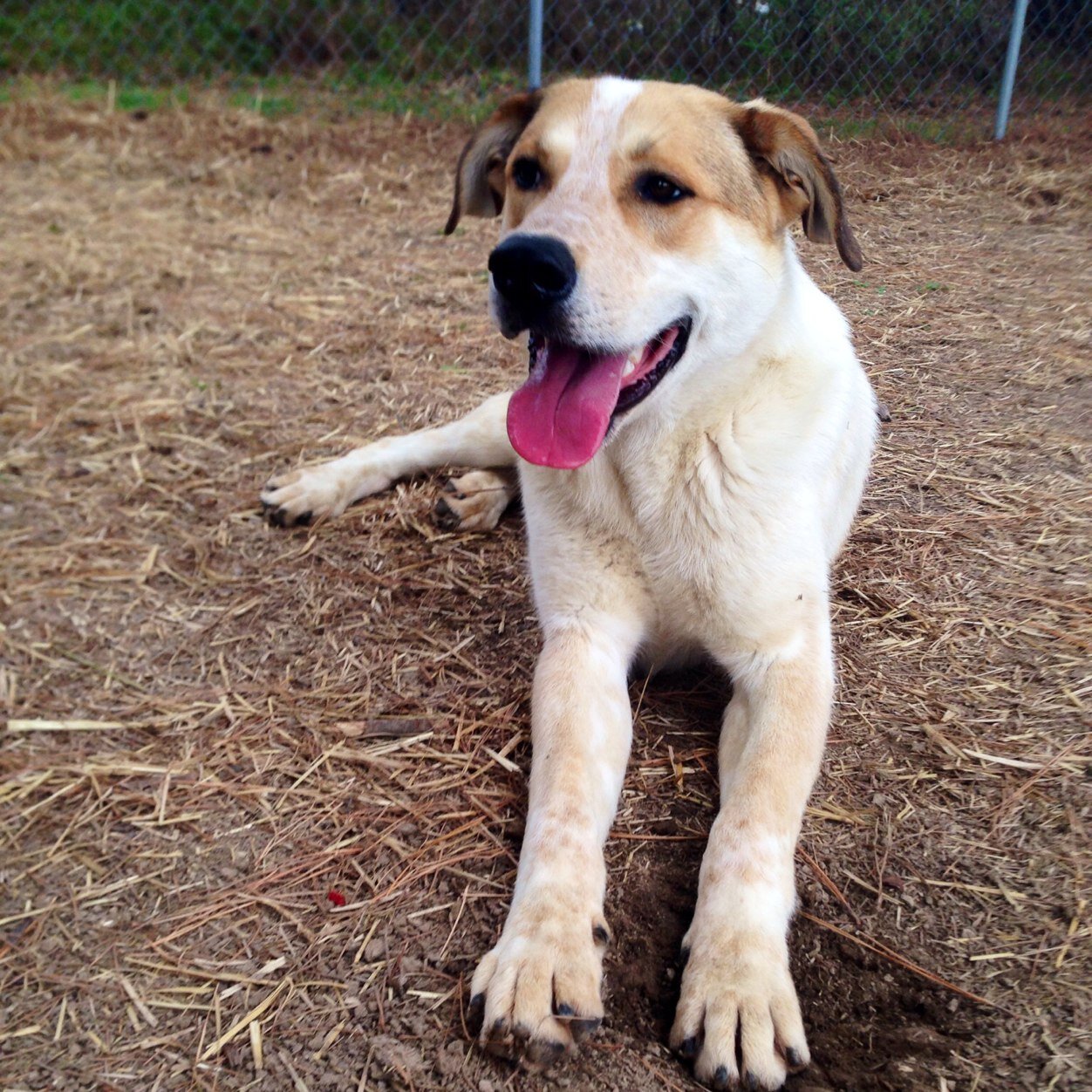 adoptdontshop_'s profile picture. Adopt Don't Shop! Volunteer at the Humane Society of Southern Ill