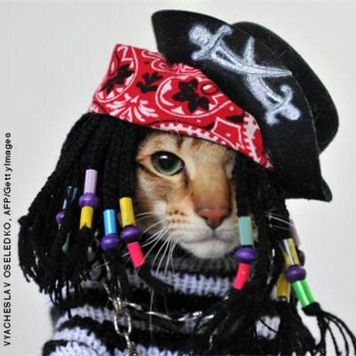 Motivation, inspiration and cuteness coupled with piratic randomness. | Derp. |