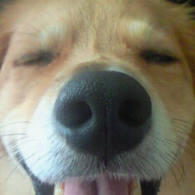 がじゅまる