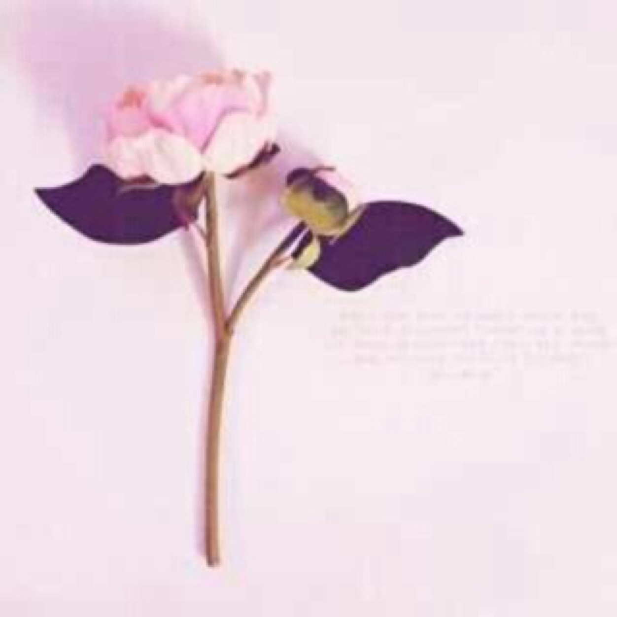 Fatima_moohamed's profile picture. 