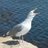 sarcastitom's profile image