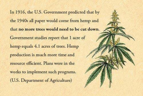 Switch2Hemp's profile picture. Tropical deforestation affects global climate change and has lead to the deaths of millions of animals. Hemp Paper can/ will make a difference. #maketheswitch