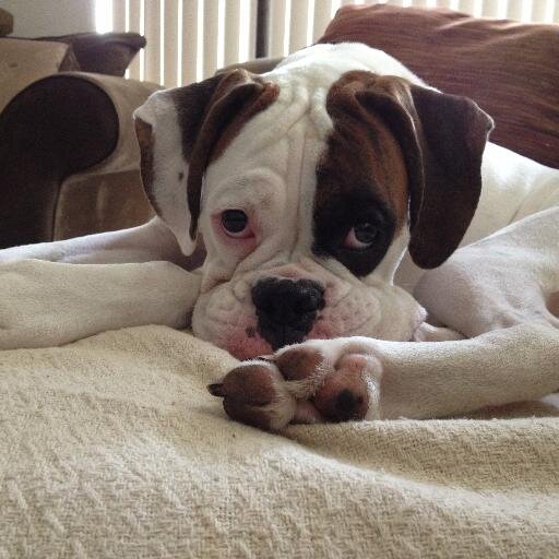LauraD2014's profile picture. Proud Boxer Mom ❤️ and adoring wife! Boxer nation love kissing the chops?! Daddy and Mommy smooches! Did someone say Chicken & Cookie?🍗🍪#boxermom #iloveboxers
