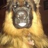 havocowner's profile picture. Call me paranoid, but I feel I'm being followed by strangers