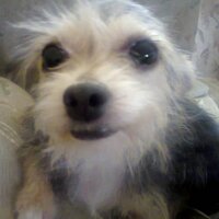 Animate y adopta (@adoptayanimate) 's Twitter Profile
