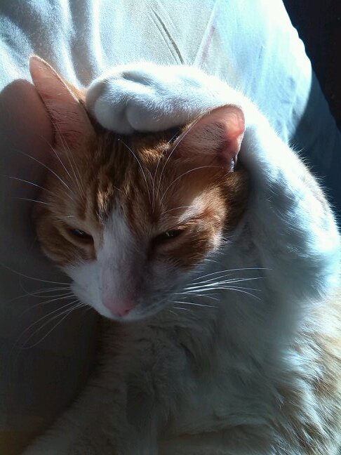 torretus's profile picture. 