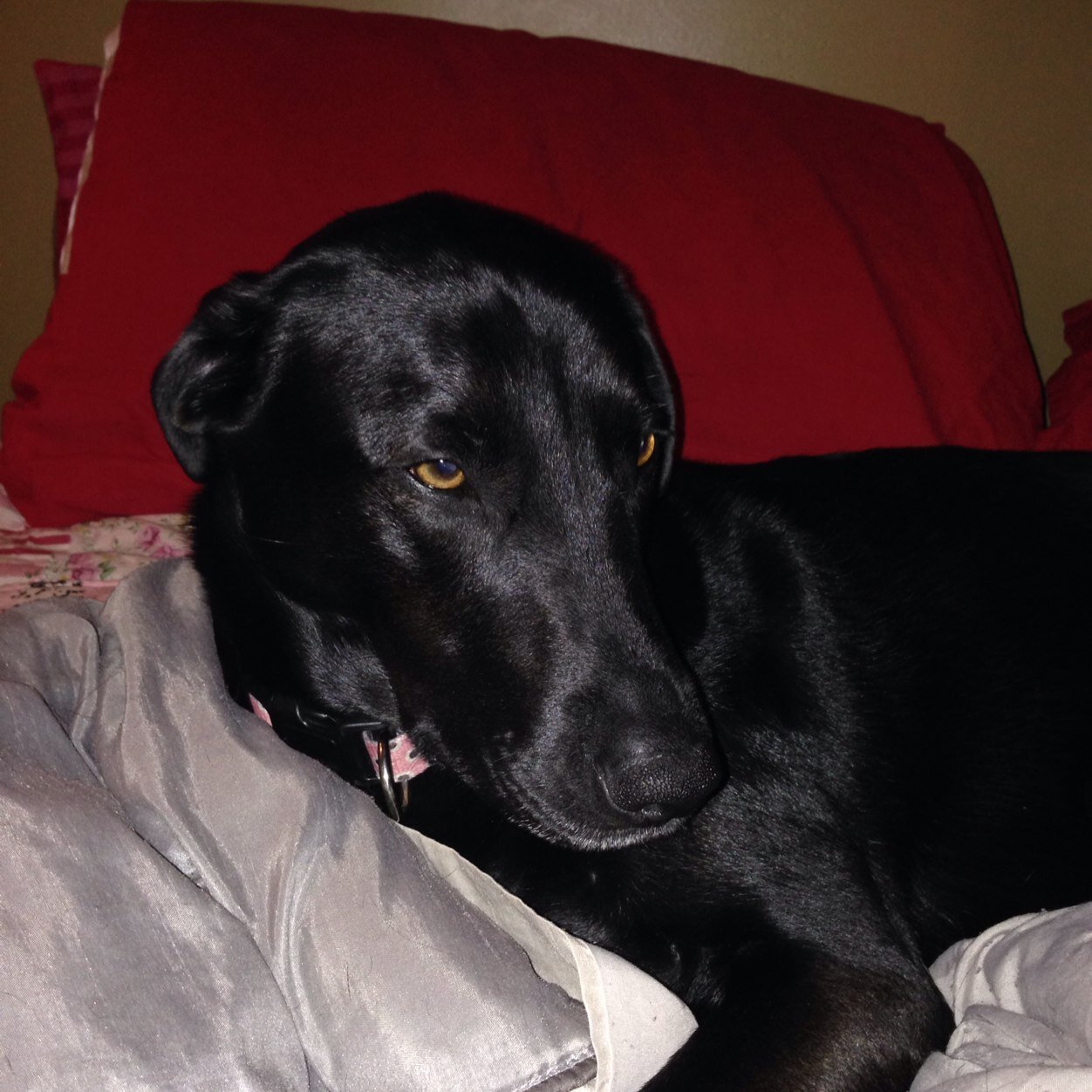 marcusmacInnis's profile picture. 