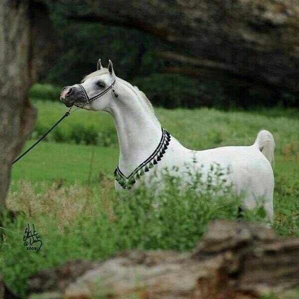 a0a027a1952b460's profile picture. ‏‏لك الحمد يارب علئ كل حال♡♧