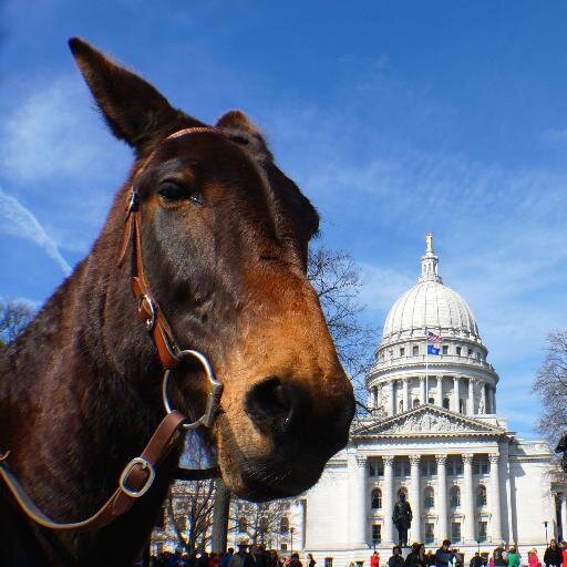 I live to break rules, I hoof it off the beaten path, I'm smart, social, and one hell of a naughty donkey.