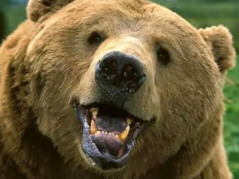 huuurrrr rooooaaaarrrrr huur