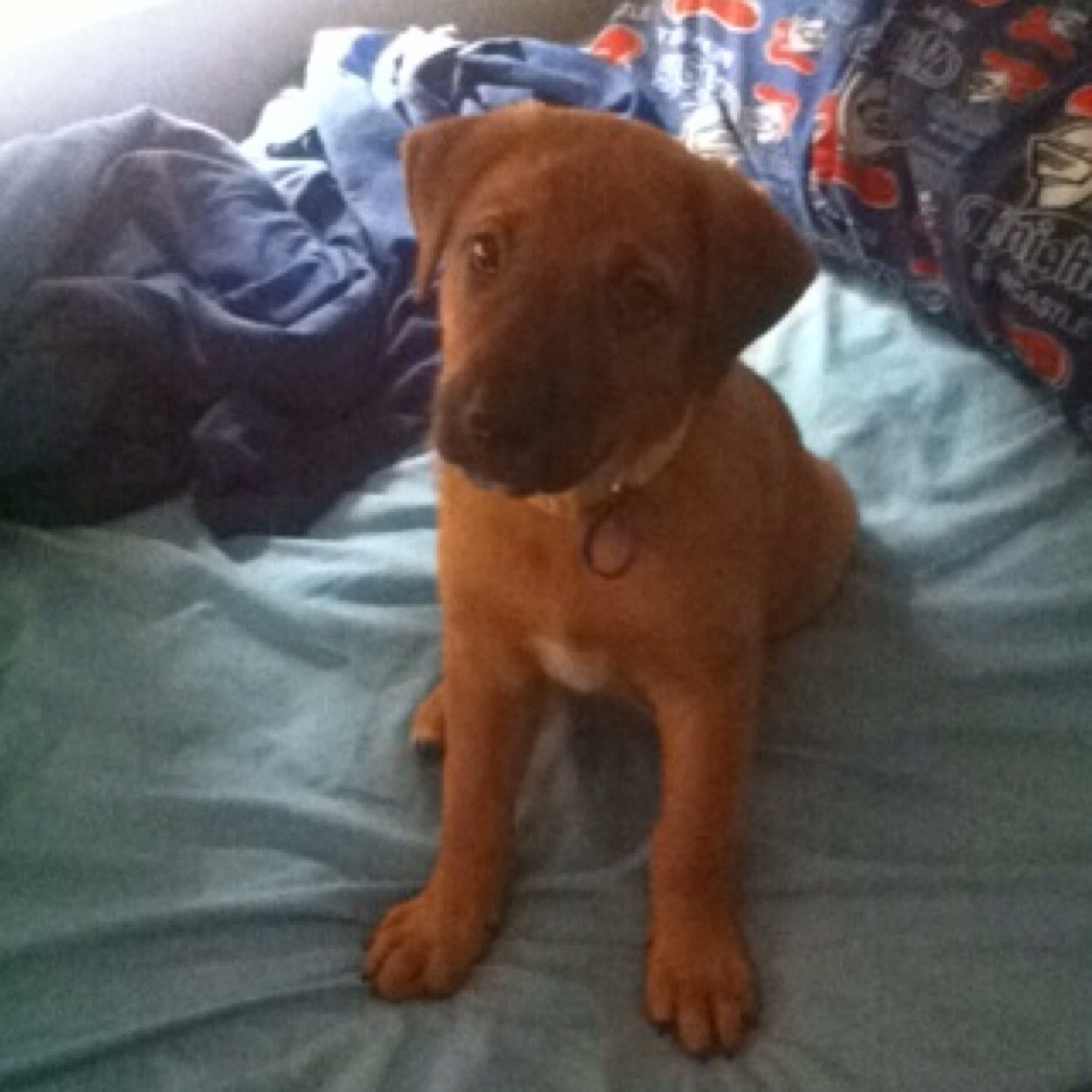 Blitzry242's profile picture. 