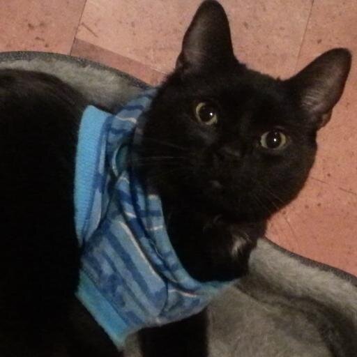 YodaKittyCat's profile picture. I'm a cat who wears sweaters. I share my house with @MintBlueRockets and @AaronVincent77. My mommy says I'm a handsome boy.