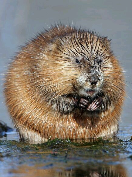 muskratinn's profile picture. muskrat