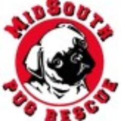 midsouth pug rescue midsouth pug rescue midsouthpugs midsouth pug rescue midsouth pug rescue midsouthpugs