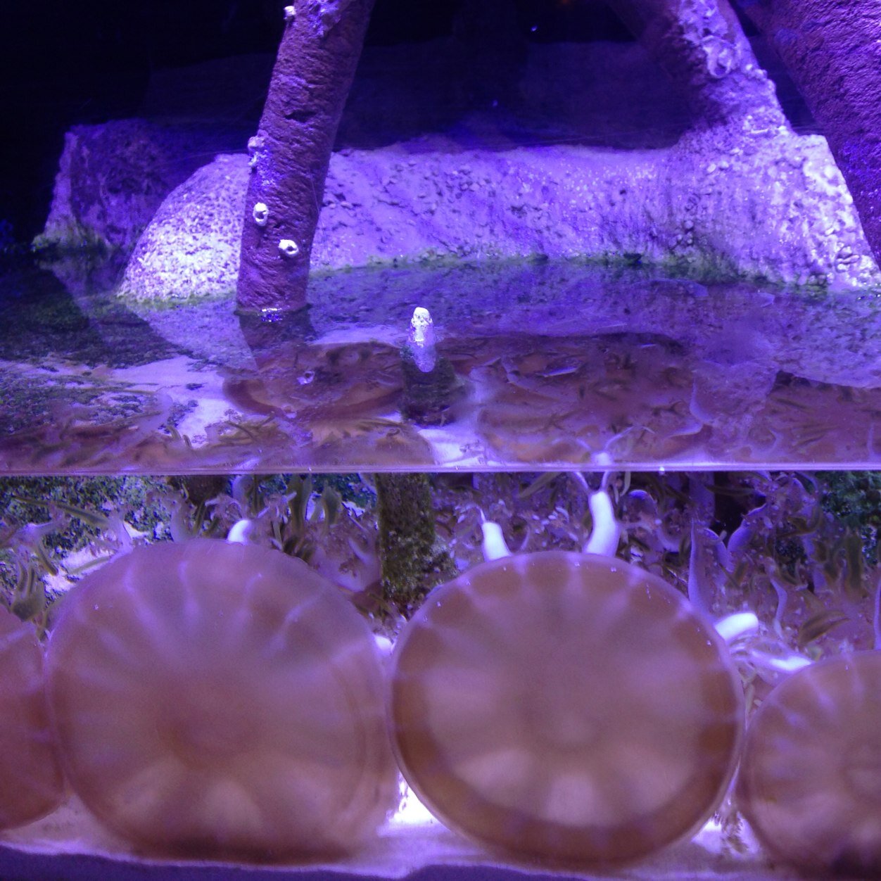 jenjen_mark's profile picture. Swim swim swim