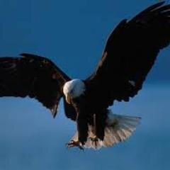 Free Sports Picks (MLB, NFL, NBA & NHL).