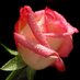 فحل حائل (@ezn1433) Twitter profile photo