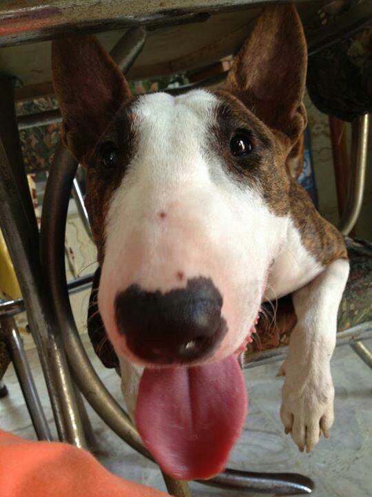 Pasajero del mundo, amigo de los perros vagabundos y librepensador. 
Me gustan los que callan y me gustan los que cantan