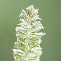 Go4GigaNSN's profile picture. 