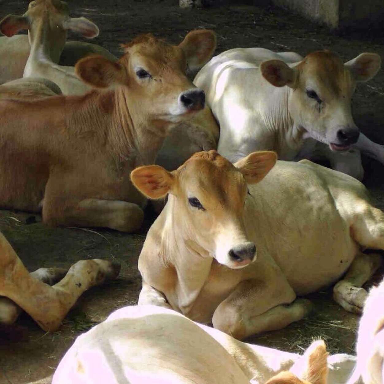 DoradaLara's profile picture. 