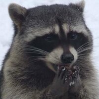 Добрый Енот (@dobryienot) 's Twitter Profile