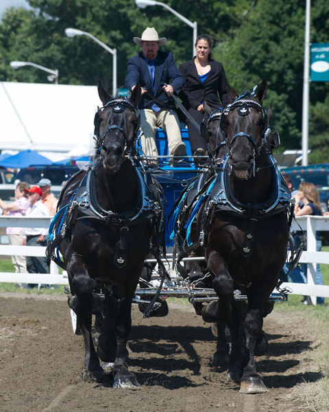 We buy, sell, train, breed and show Percheron Draft Horses. We can be seen at many of the draft horse competitions throughout New England.