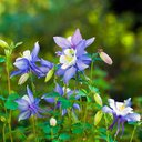 Eda Allen - @Ed4Allen - Twitter