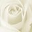 Yagmur_Enginn's profile image