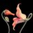 hadiiboustany's profile image