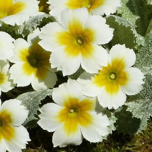 Plant geek. Member of RHS Joint Rock Plant Committee (@RHSJointRock), Alpine Garden Society (@AlpineGardenSoc) & Scottish Rock Garden Club (@ScottishRockGC).