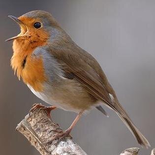 Aggregator of environmental, wildlife and ecological news from around the UK. Including conservation articles and wildlife in the news.
