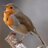naturenews_uk's profile image