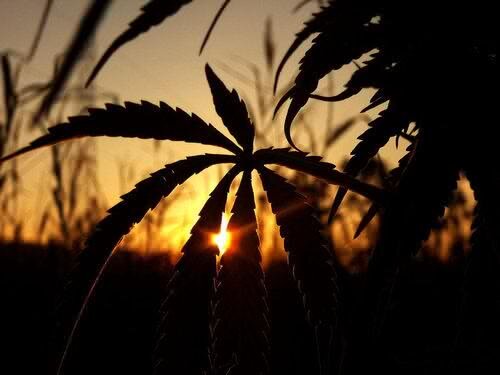 Feel the weed till your high! #4:20