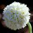 الورده البيضاء's Twitter (X) avatar