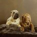 L'Barkery....Home of (@2014cino) Twitter profile photo