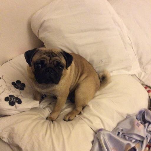 Me encanta la literatura y amo a mi perro puggy Eliot.