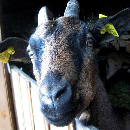 Pirineja's profile picture. 