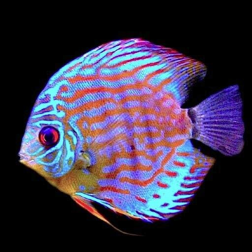 熱帯魚と水草に魅せられて早13年。
めっちゃキレイな熱帯魚の画像や、アクアリウムに関連する色々な情報を自動または手動でつぶやいて紹介するアカウントです。
熱帯魚の美しさをすでにご存じの方も、これからアクアリウムを始めようかなって方も、相互フォロー大歓迎です。（ディスカス・シクリッド・卵生メダカが特に好きです）