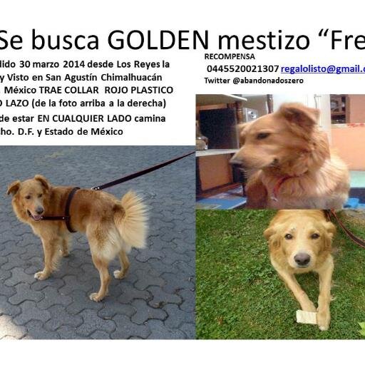 ZeroAbandonados ayuda animales desde 1969 Ahora en México CDMX  Y Estado de México. busco Golden perdido Neza 2014 y Sharpei chocolate perdido Col.Condesa 2016.