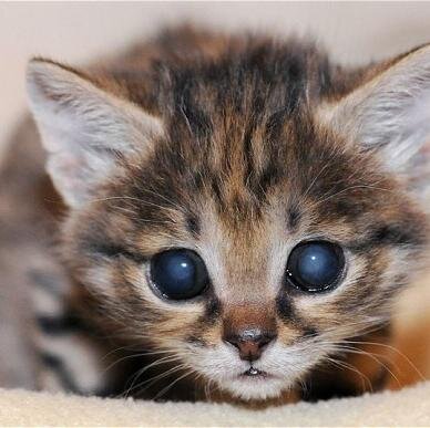 #SheKit #Single I'm a blind kitten named Unseen. I may frighten you with my pupilless eyes if you only see the back of me at first. {Ma: Dark, Da: Blackstar}