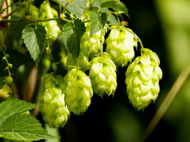 Buffalo Currents Brewing
2016