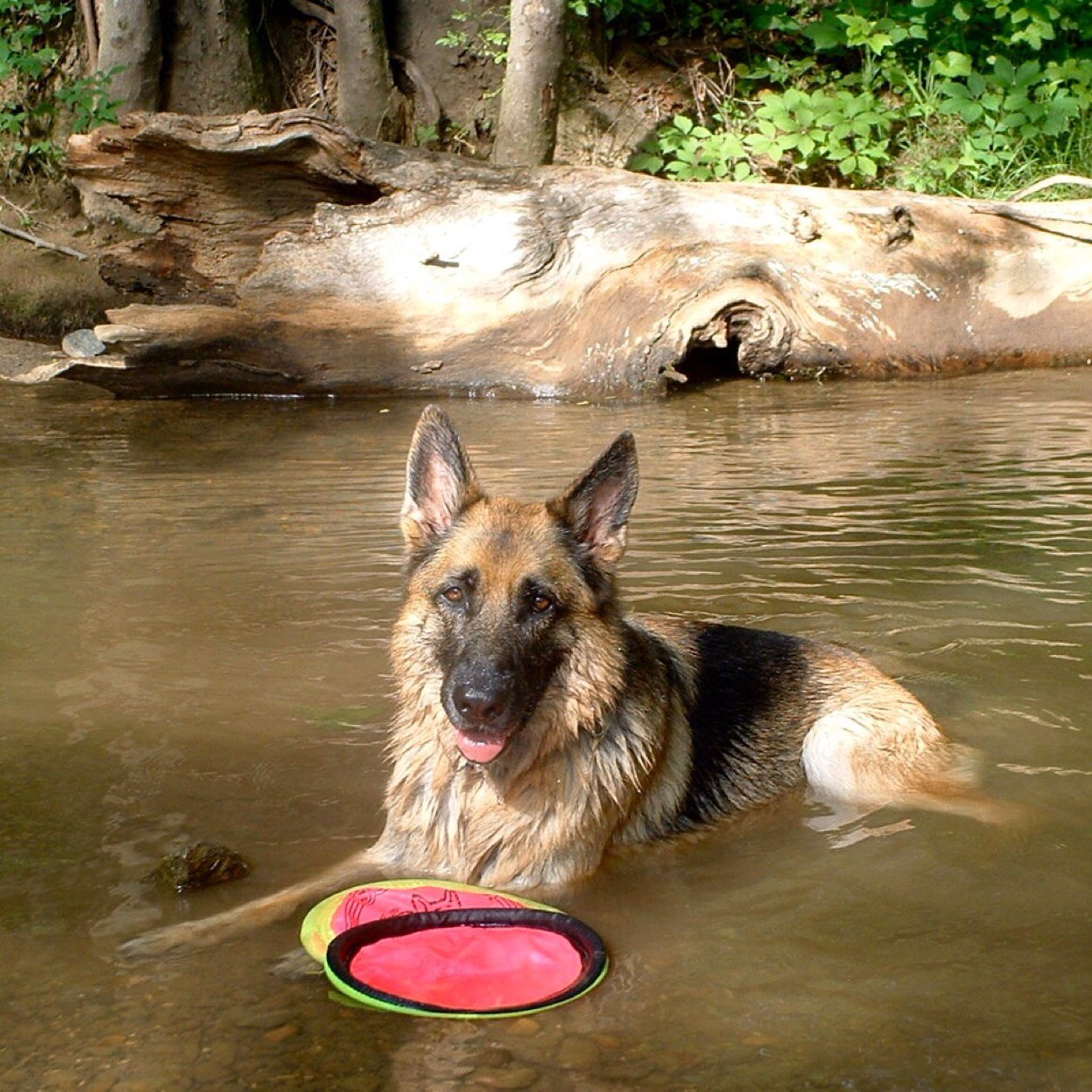 CPDT-KA, CNWI, AKC CGC EVALUATOR, AKC Scent Work judge,APDT. PPG,Animal lover especially enjoy working with dogs, use force free reward based training.