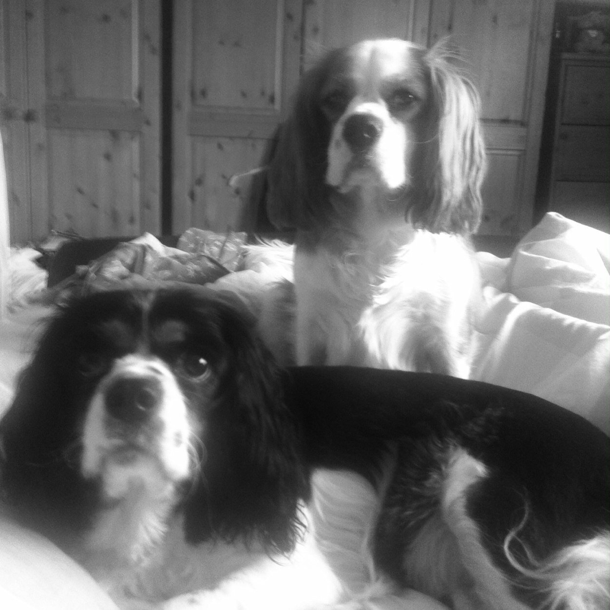 Jarrow lass born and bred  a wife mammy and now a very proud nana and also have 2 fur babies. Family is very important