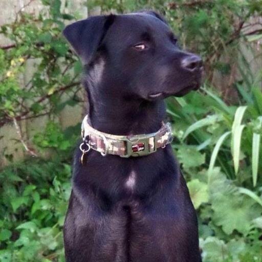 AKA Jarv's Dog