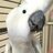 IglooCockatoo's profile image