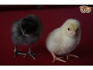 bertschicks's profile picture. Chicken breeder, breeding a different variety of breeds. I am situated in Essex Chelmsford Selling chicks for a cheap price.