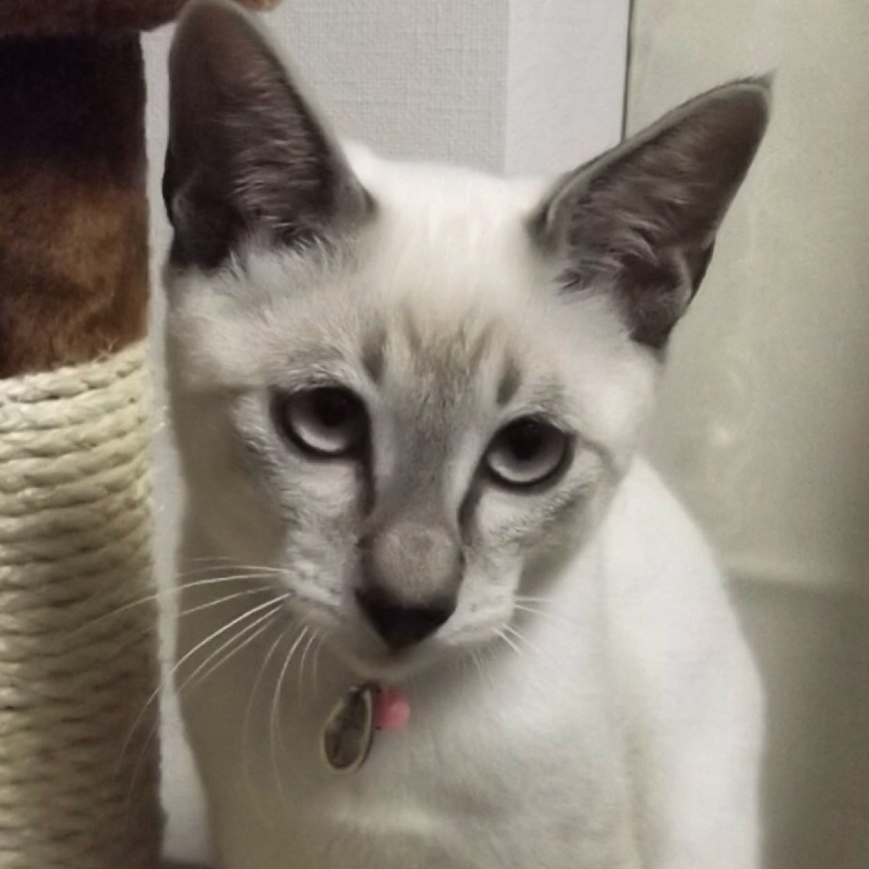 猫の下僕やってます。その仔を看取るまでが役割。